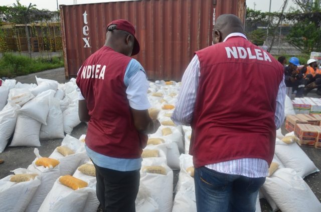 NDLEA Intercepts 403 Blocks Of Cannabis In Yobe@thegleamer.com